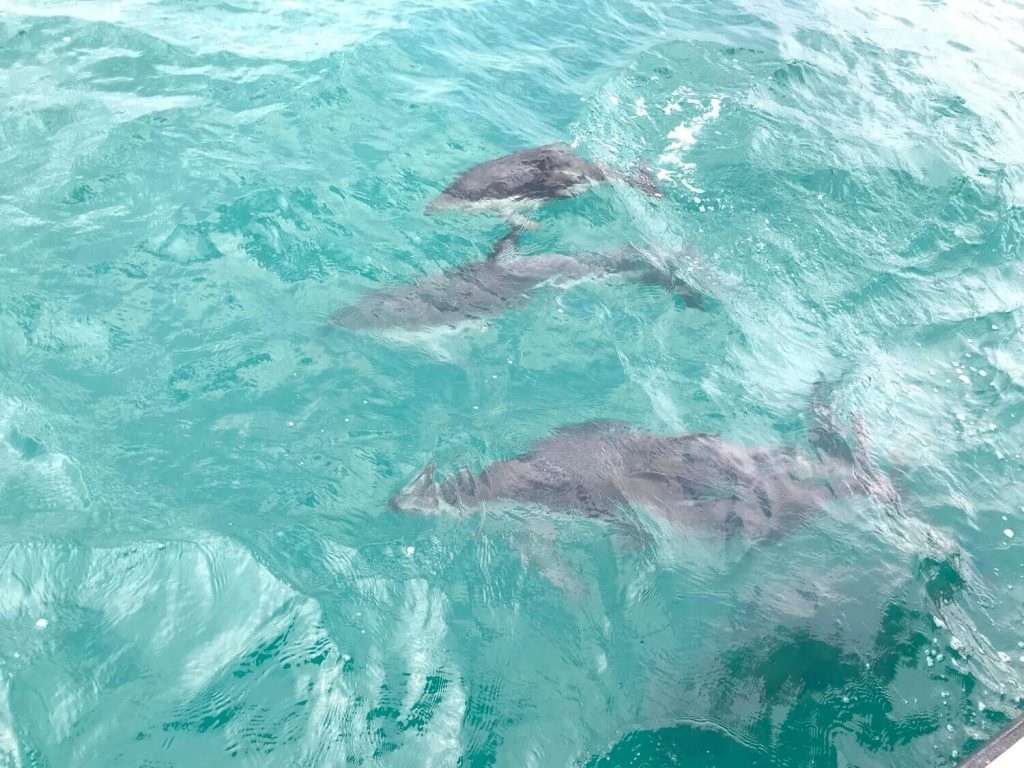 Dusky dolphins skimming past our boat in the turquoise waters off Kaikoura peninsula.