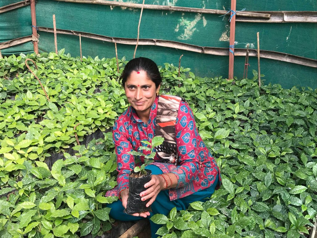 Lila Devi Funyal, President of Gyanjyoti Agriculture Multipurpose Cooperative at Fikure tends her coffee saplings for distribution.